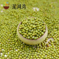 2016 nueva cosecha green mung bean para brotes con la más alta calidad